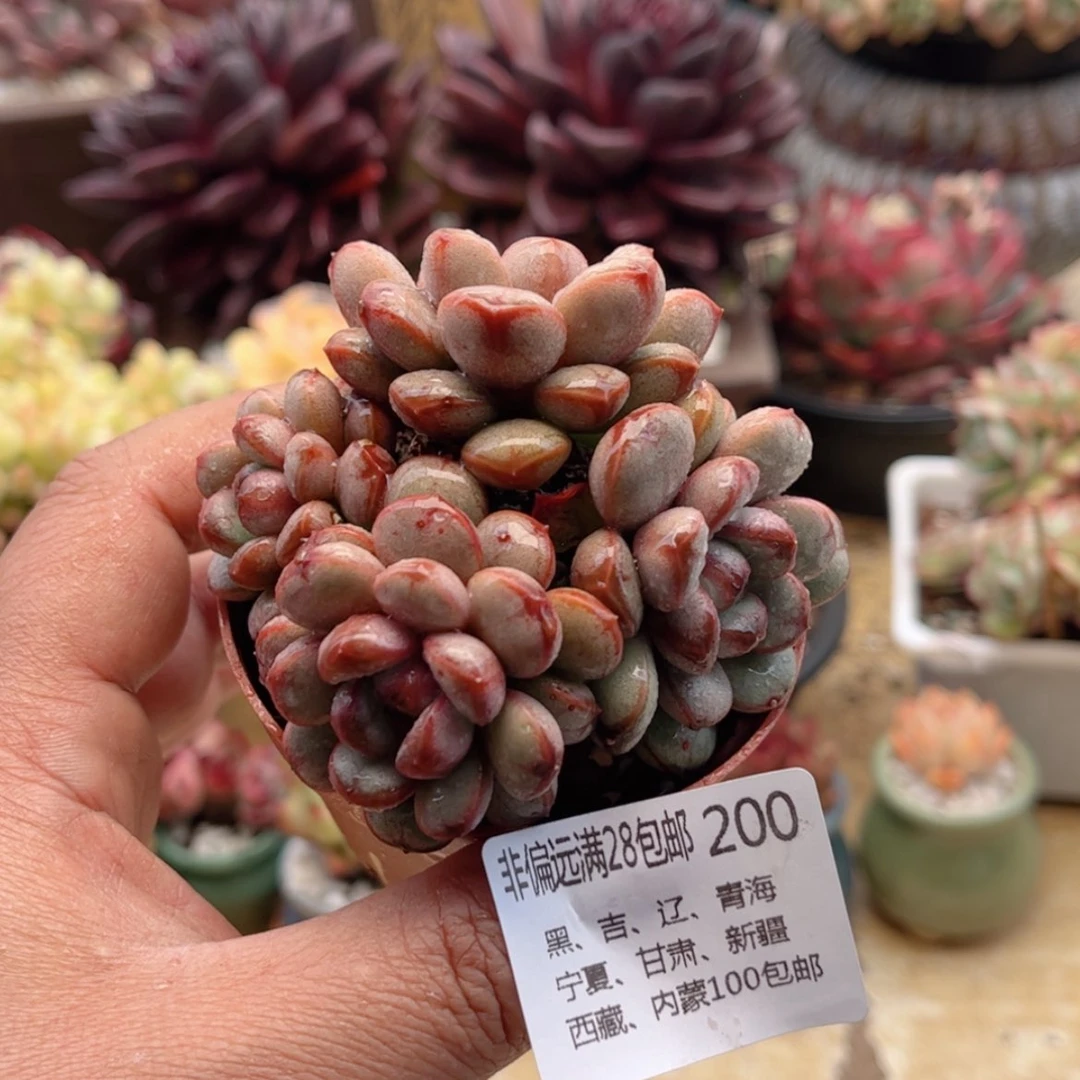 【闪购商品】200葡萄