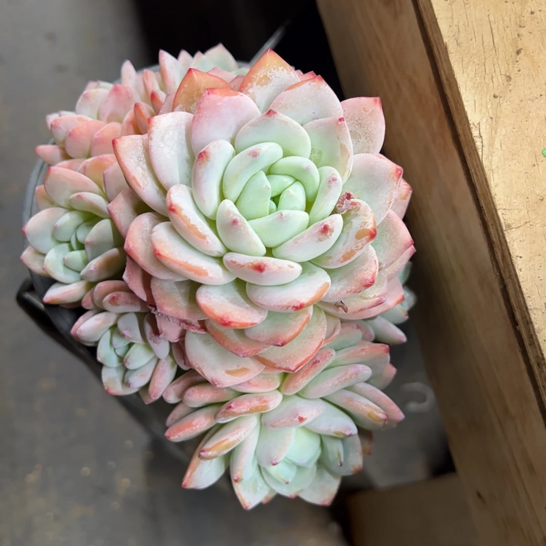 冷香 老桩 夏鸣园艺