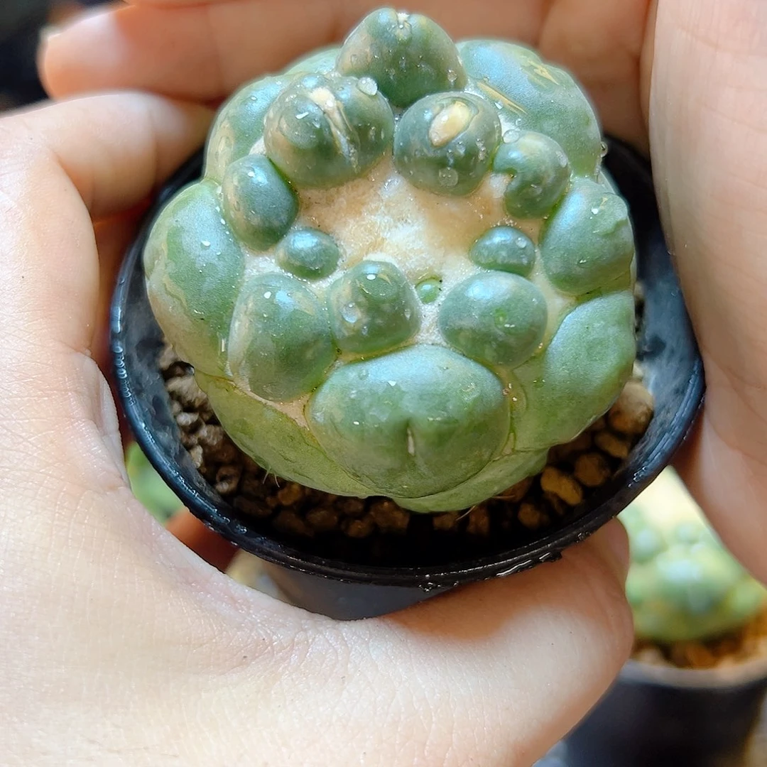 萝卜根蜘蛛眼带盆5.2公分