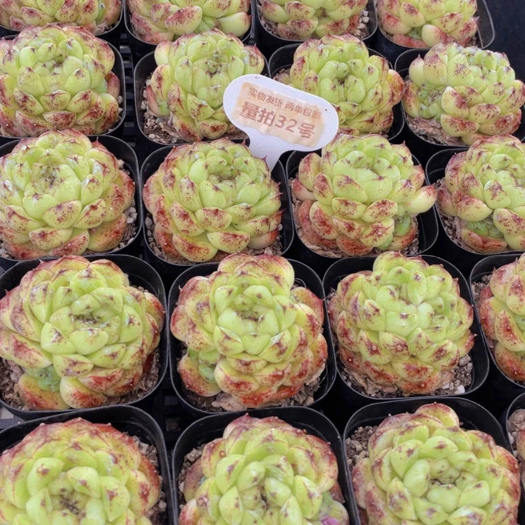 量拍32号 丸叶黑森林单头一个