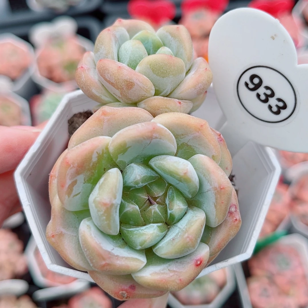 933号小老桩糖心双头
