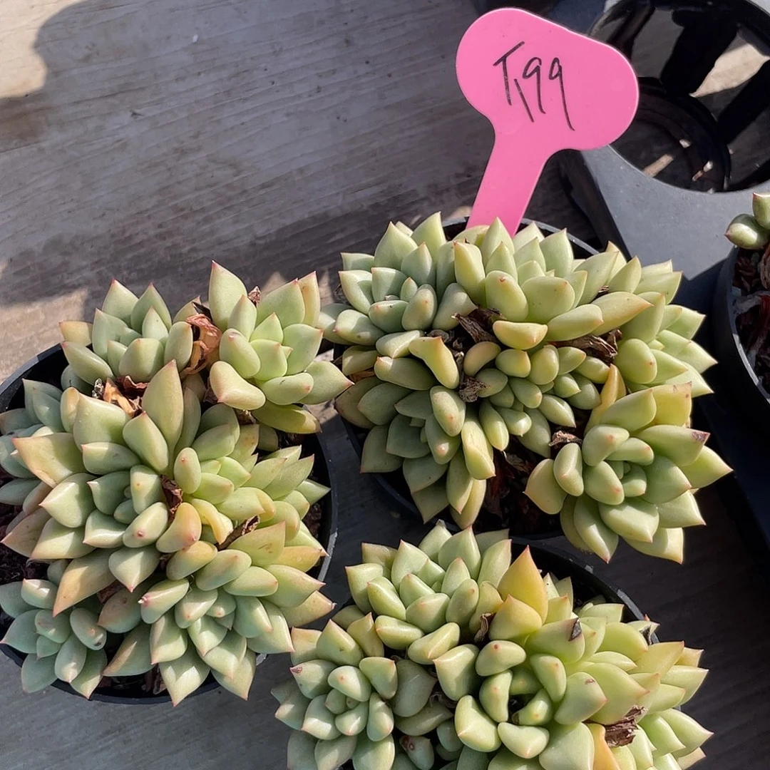 三盆黄金象牙多肉199