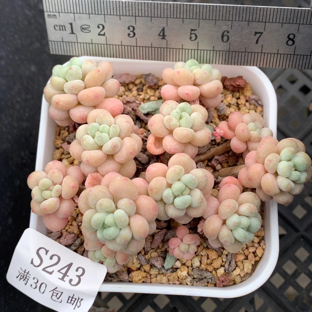 243。洛可可老桩群。