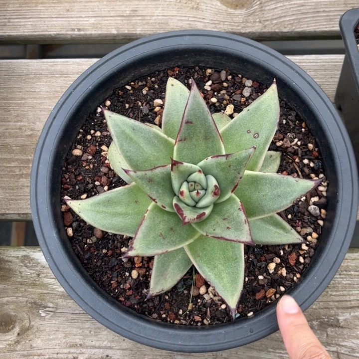 外翻叶11111111111