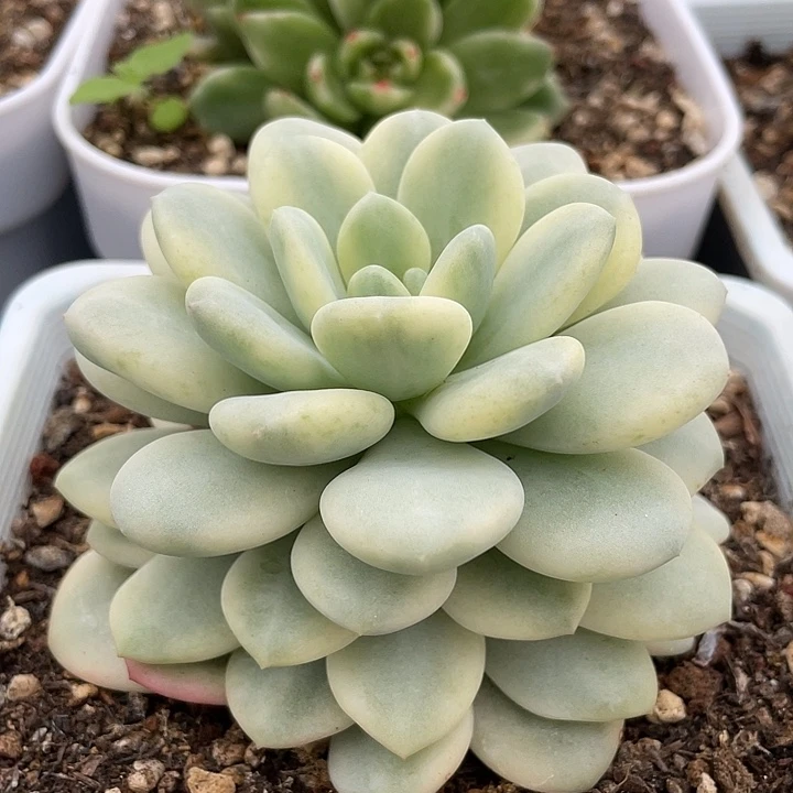 白马香水锦。一物一拍