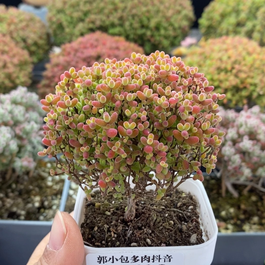 麗***麗蜜橘糖球3498枝干番杏