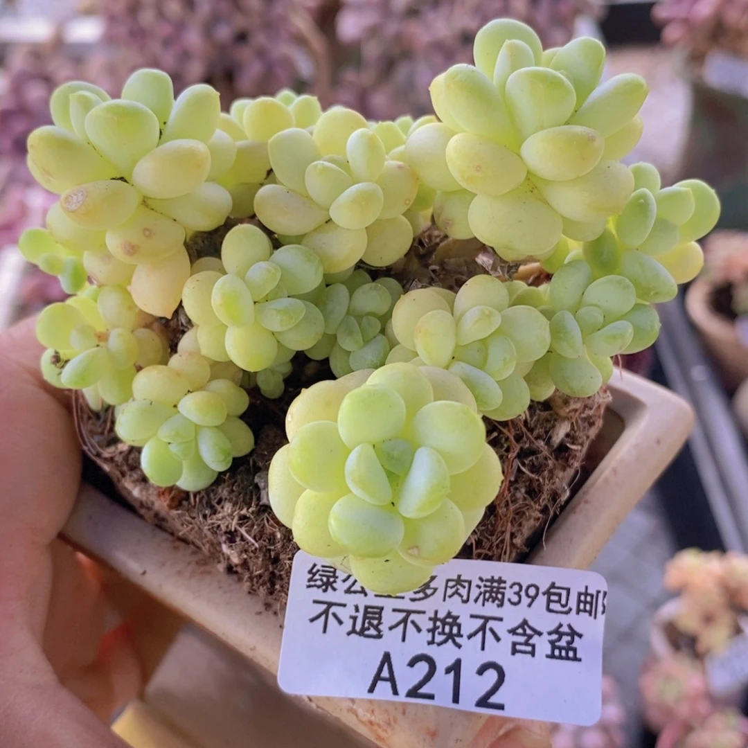 阳光玫瑰7cm212多肉植物