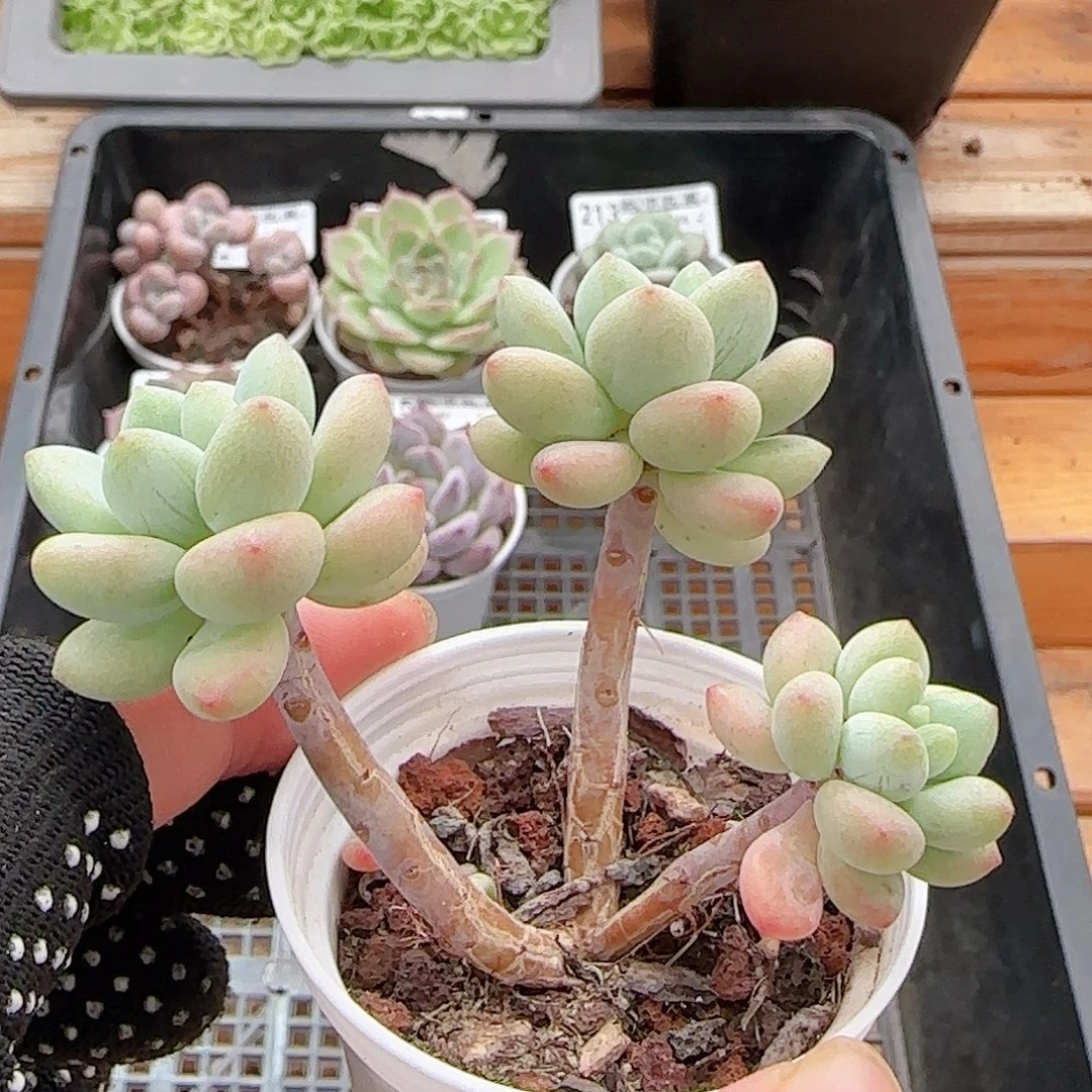 多肉0813-216鱼子酱小老桩