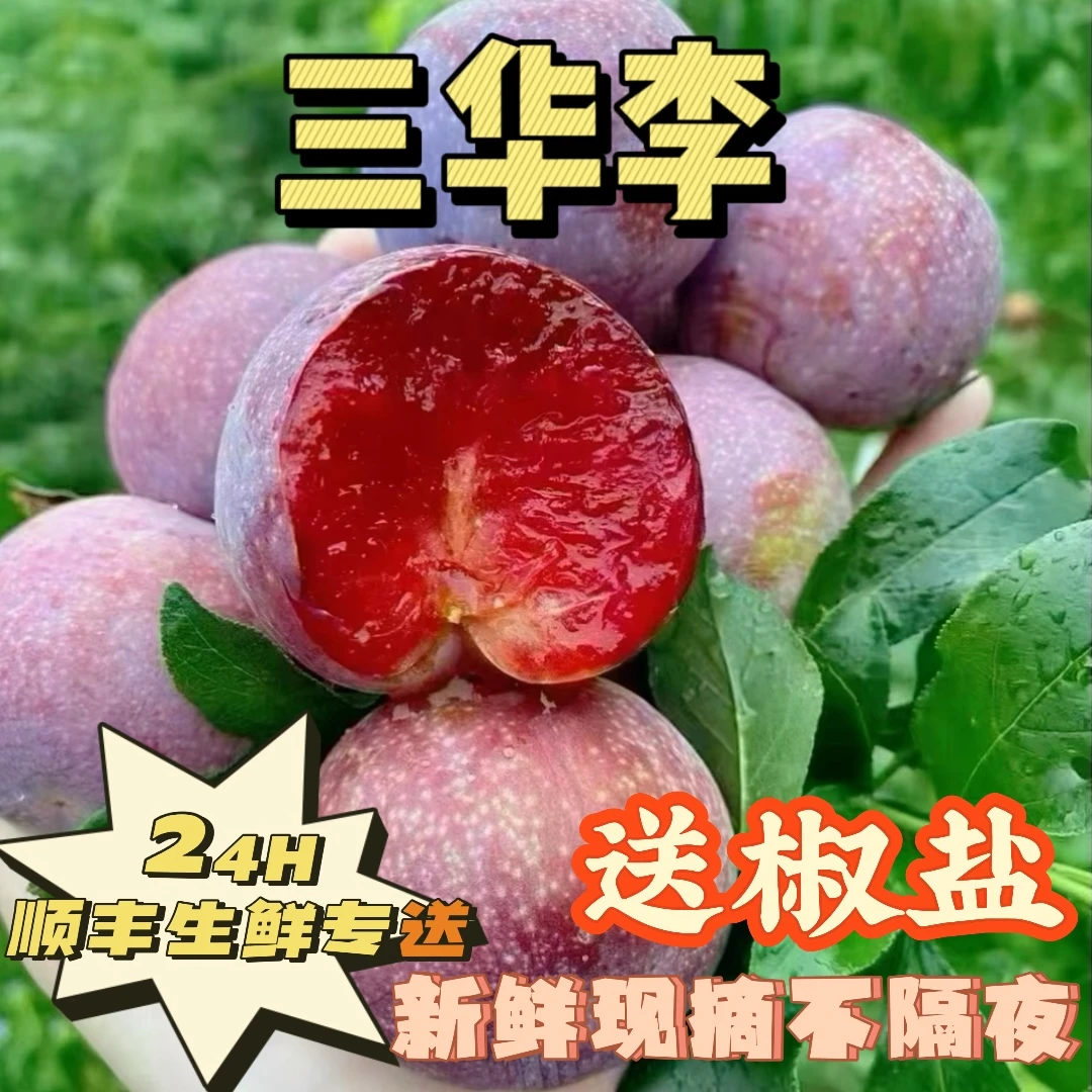 广东省茂名信宜市现摘三华李新鲜当季水果!