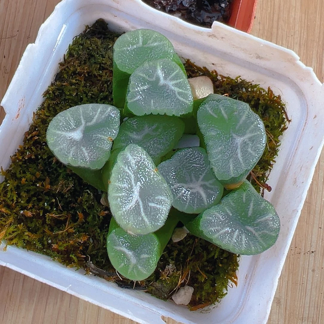 玉龙万象多肉多肉多肉1