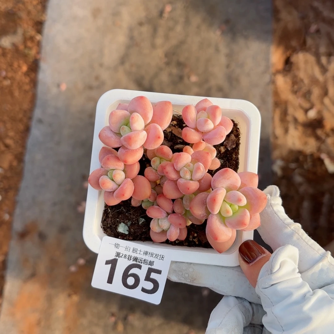 红洛神无盆土发货