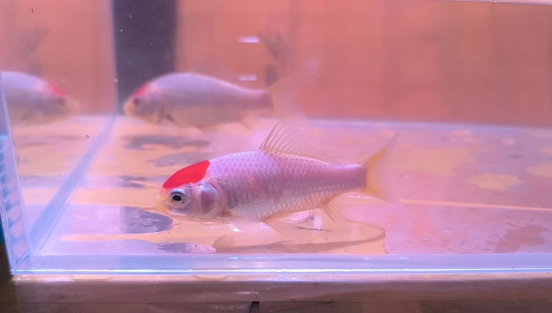 金鱼品相自鉴全场包邮