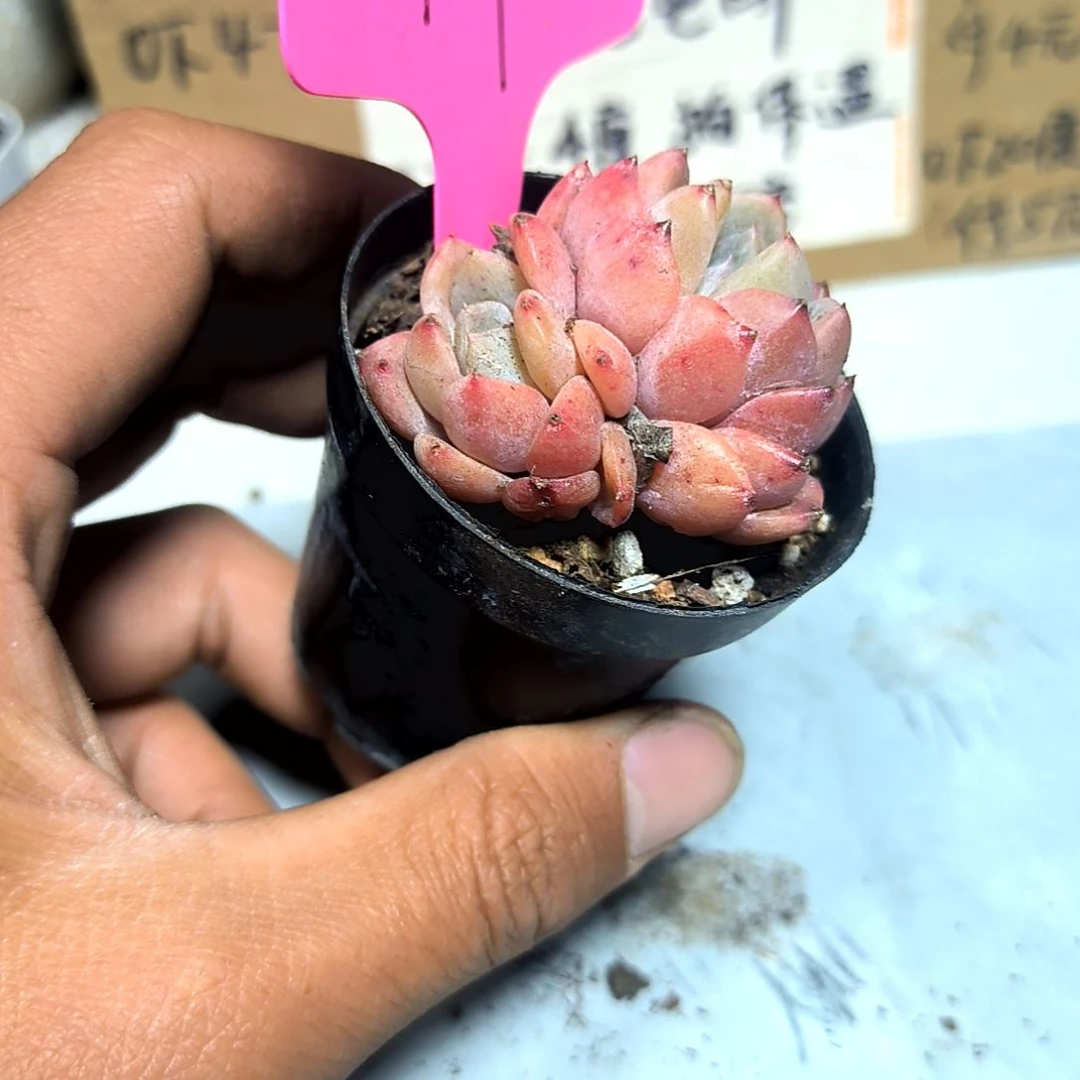 满6元包邮，粉河堤2/3头
