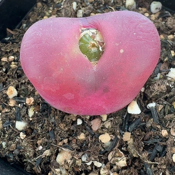 老马生石花蟠桃1030