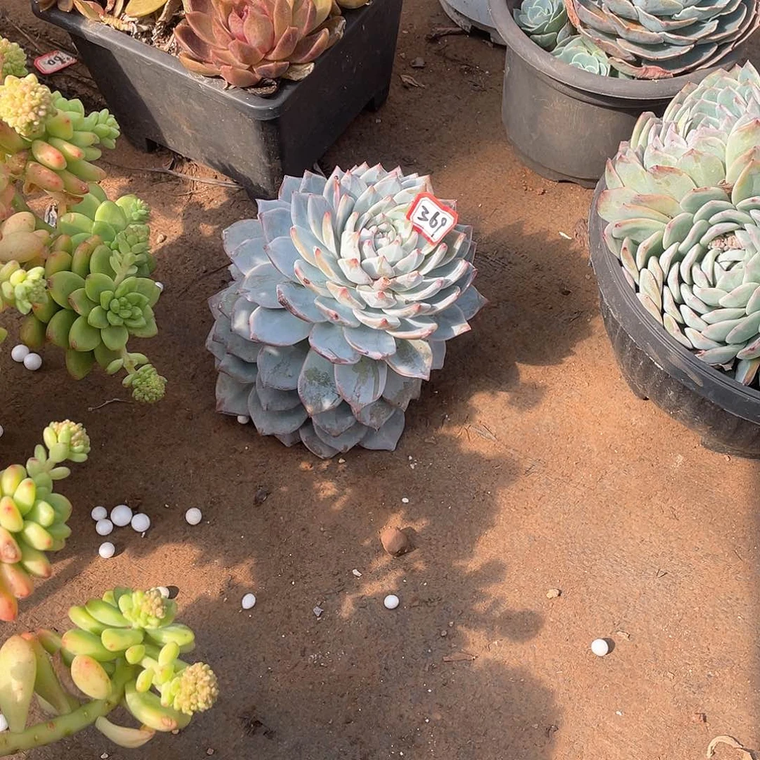 369蓝鸟一物一拍多肉