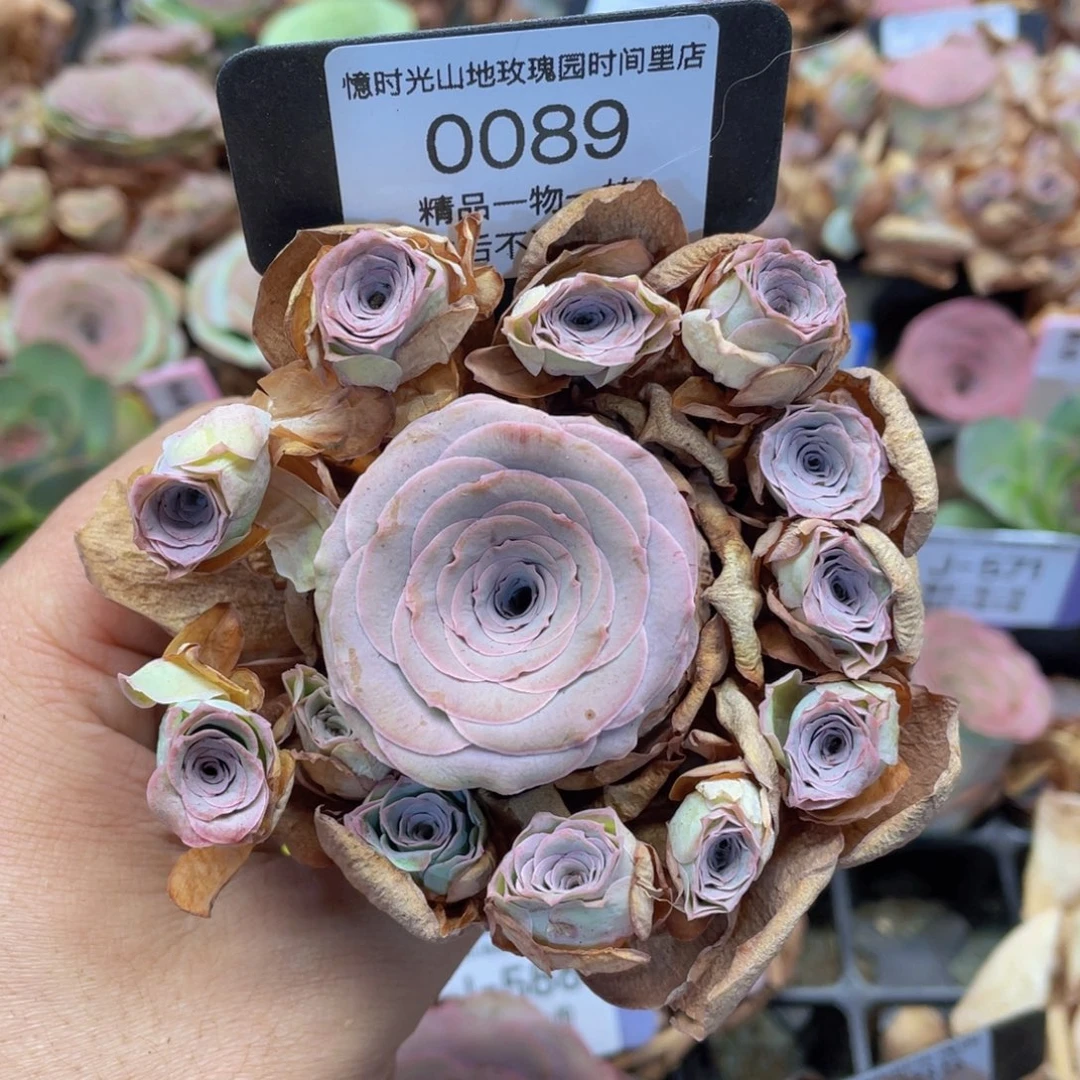 山地玫瑰0089断枝不包损不售后