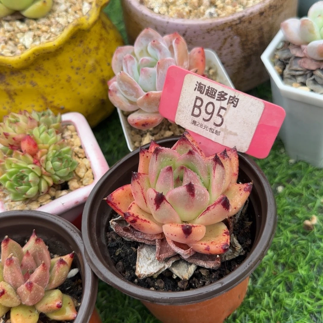 多肉植物灵魂杂谈的