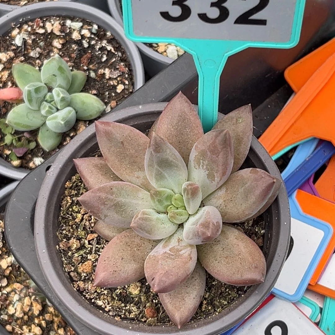 多肉植物水晶球332