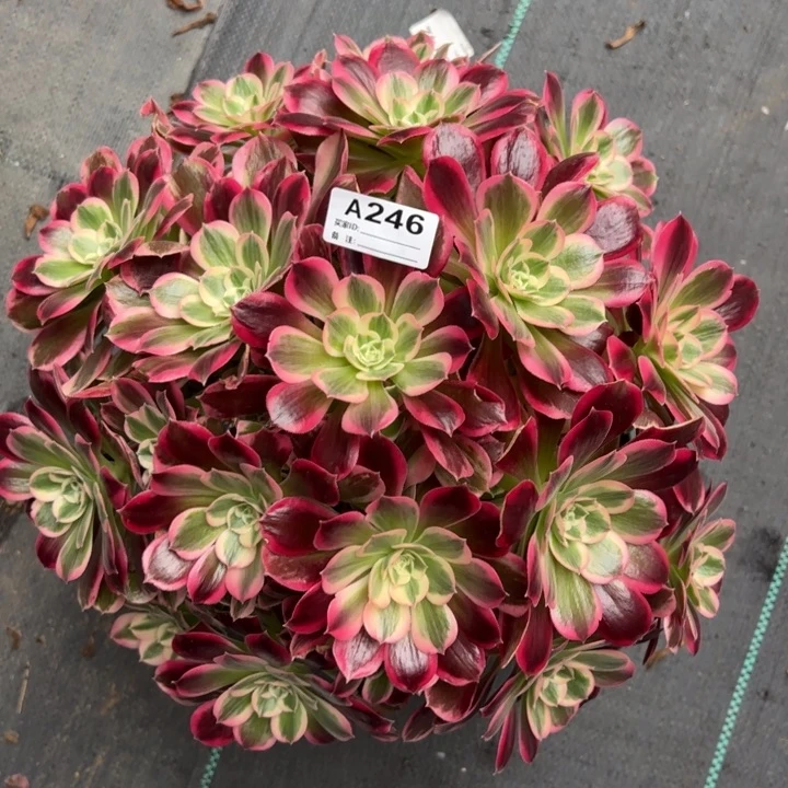 246男神35厘米左右多肉