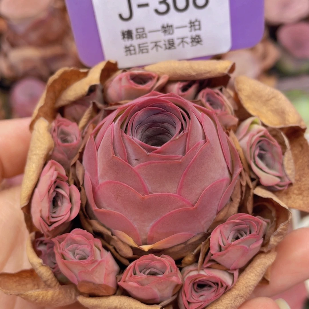 山地玫瑰J306满38包邮裸根发货