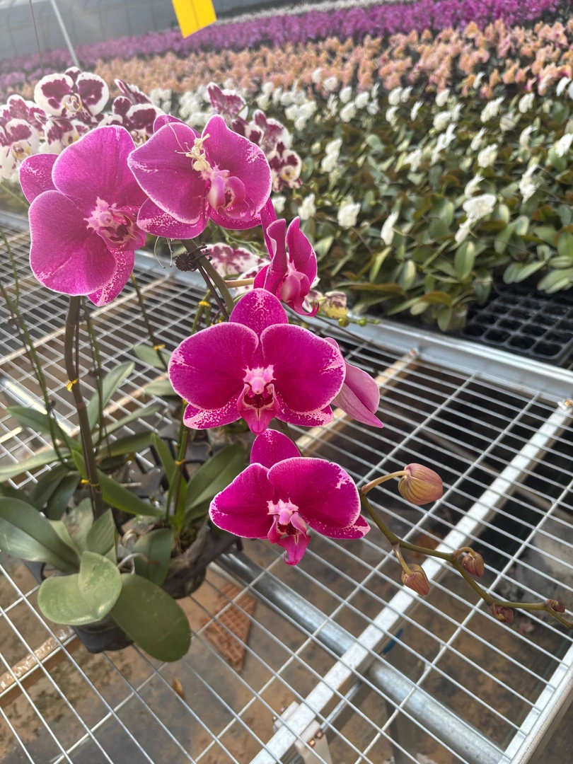 蝴蝶兰【大财主】 掉一两朵花不售后介意勿拍