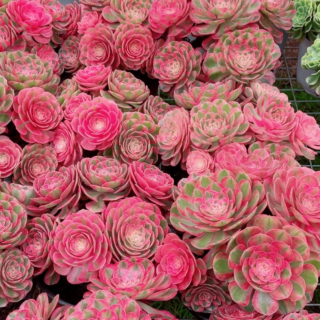 大号倾城量拍多肉法师一个（会掉状态）