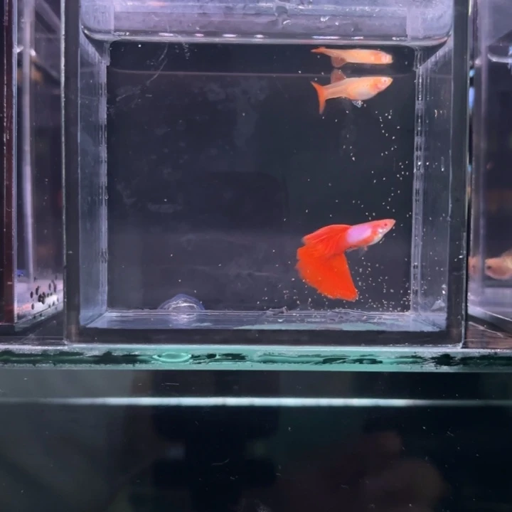 孔雀鱼辛加兰红尾白子一对