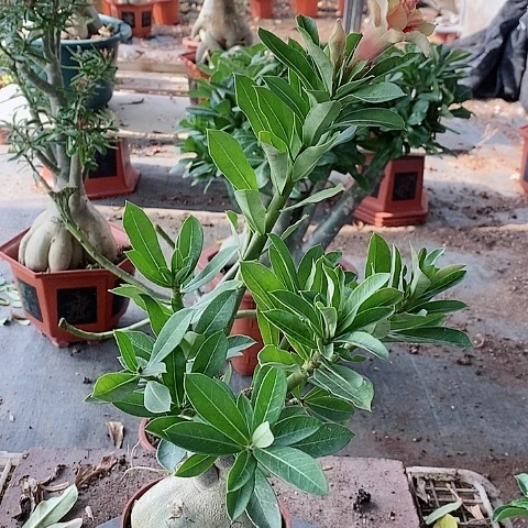 【闪购商品】无花朵兰*