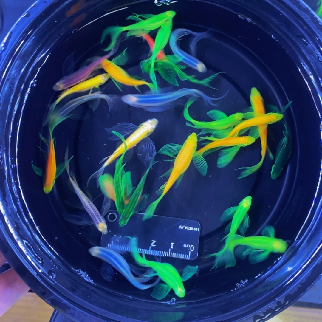 斑马鱼蝶翼斑马24条送两红
