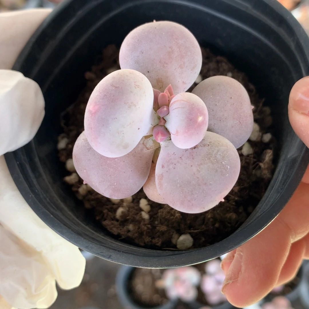 小屁桃小屁桃350