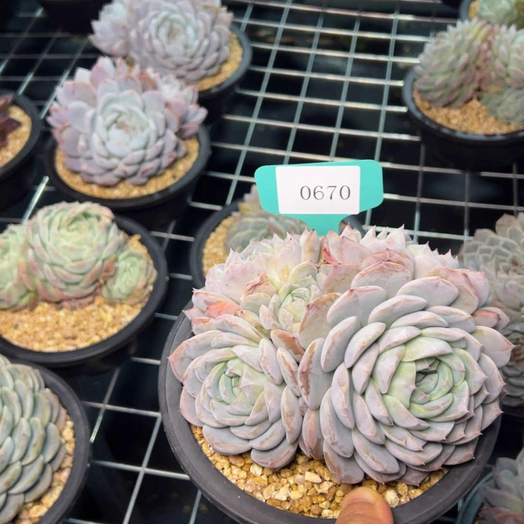 (****)0670肉多多哦哦肉多么