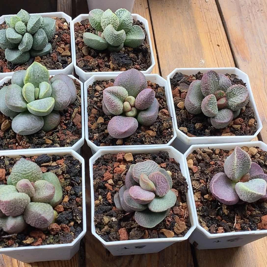 小兔水泡多肉植物