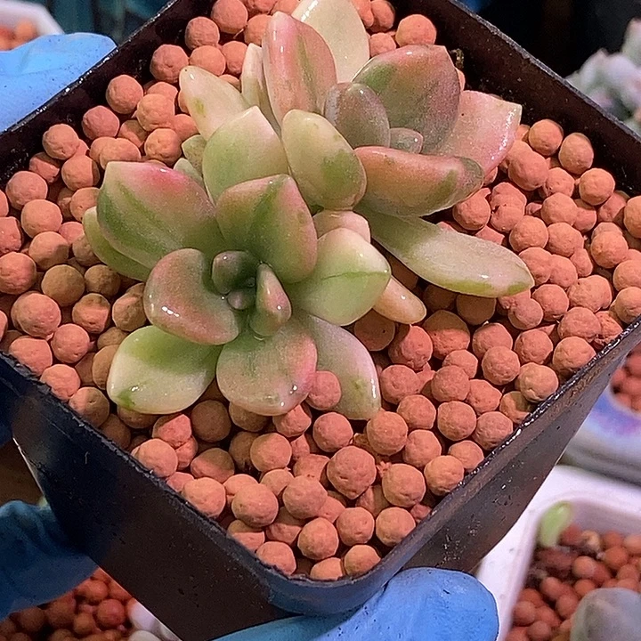 冬美人锦多肉植物