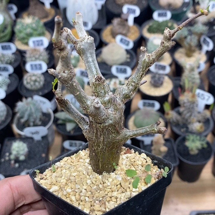 实生沙漠苏木98号7cm