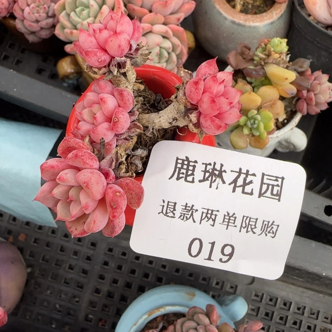 多肉很小看清楚下单拒绝非品质售后19