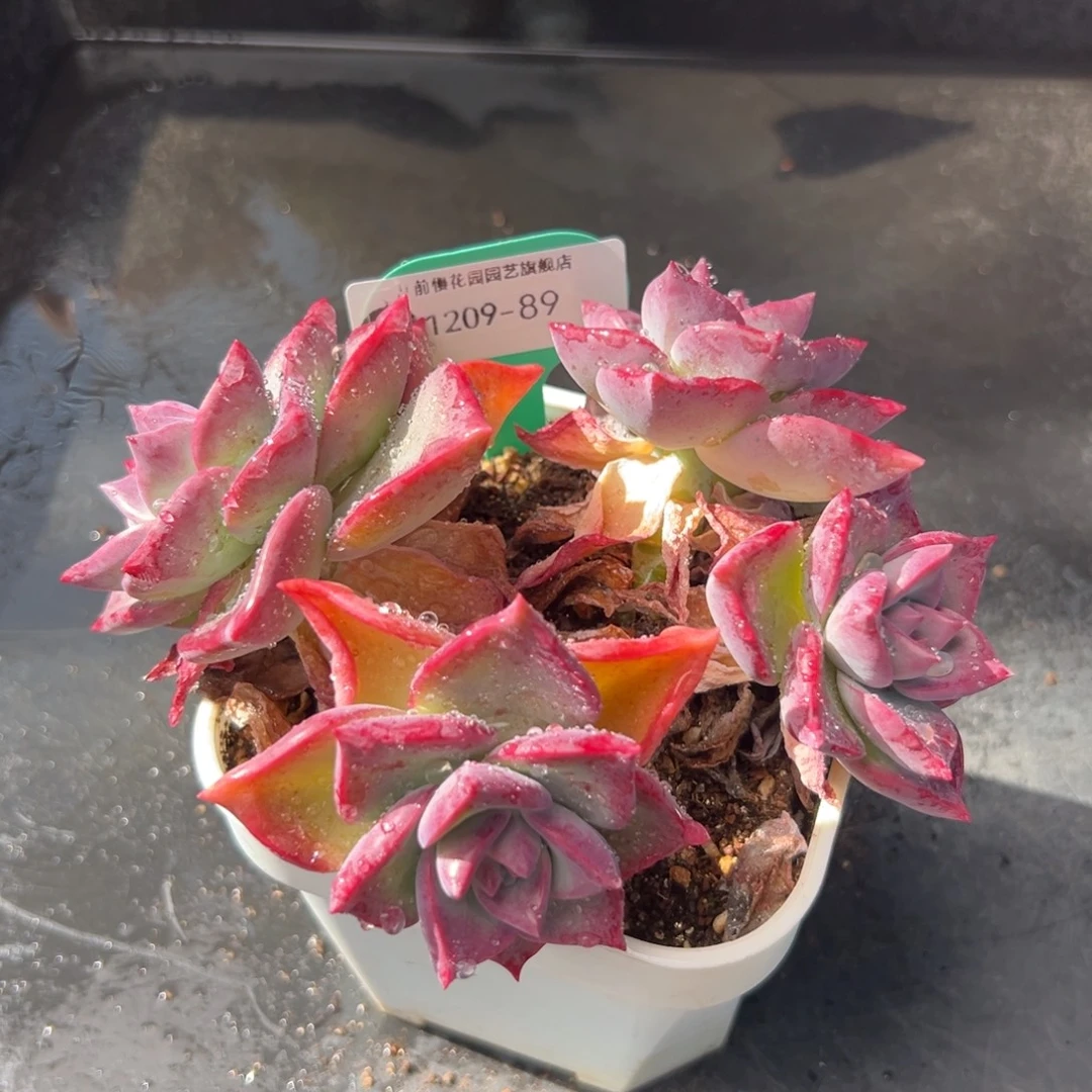 从前慢花园多肉编号1209-89