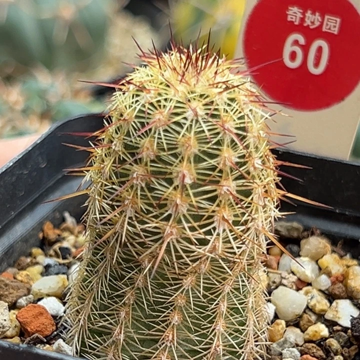 实生红刺青花虾一棵