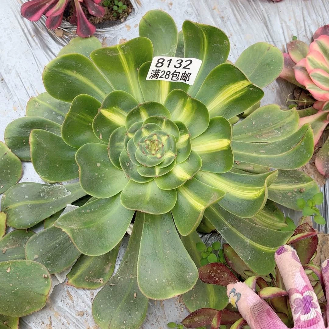 G.    8132暴君多肉