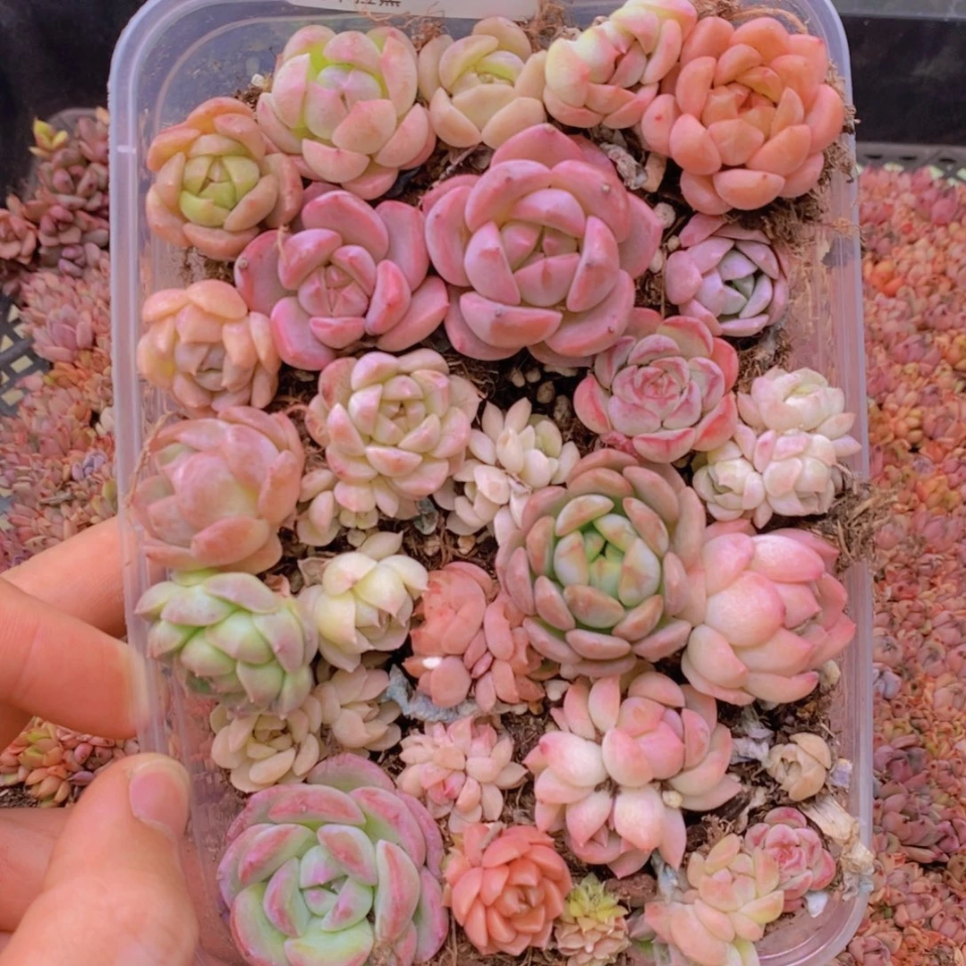 74多肉一物一拍链接