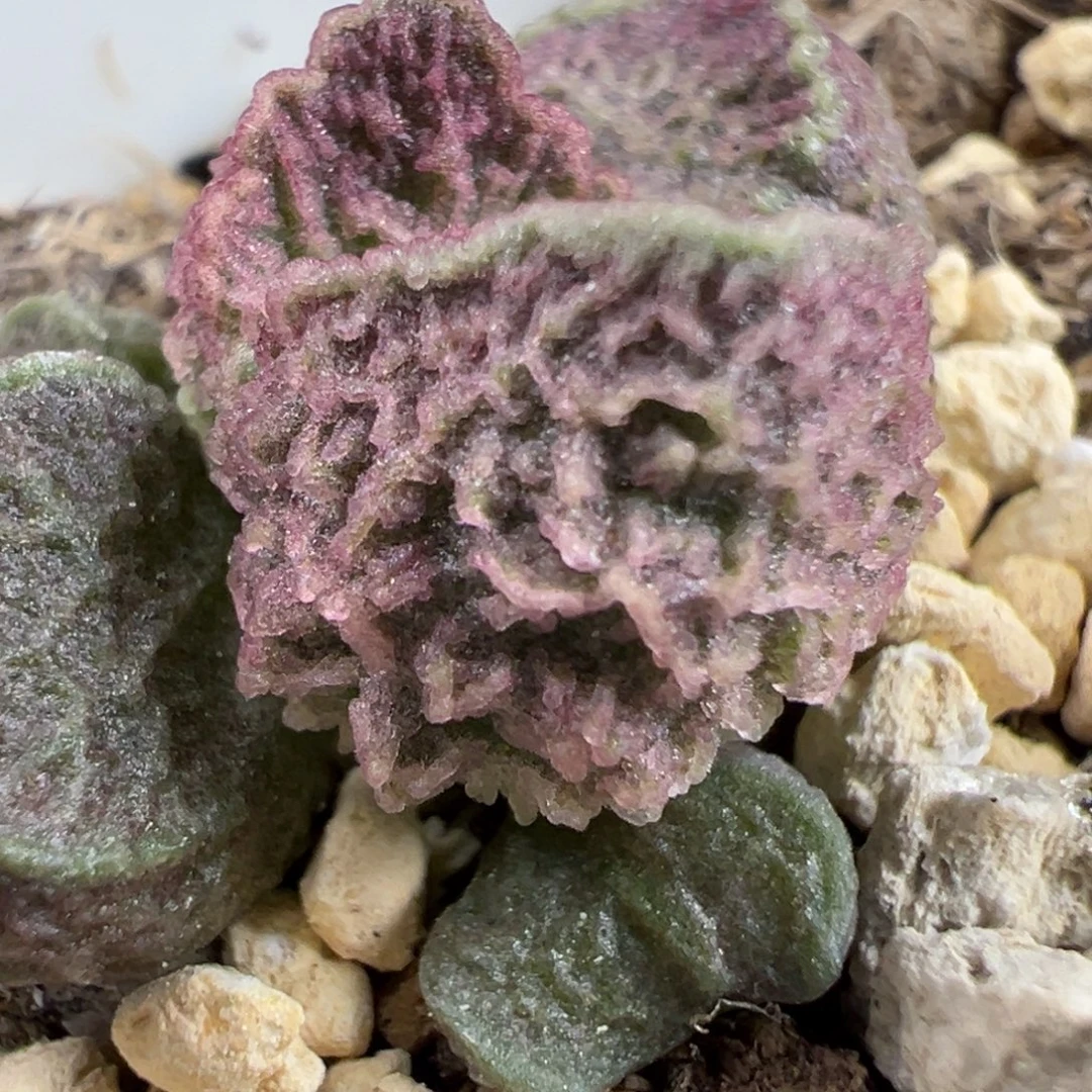 粉色闪电纹实生新品多肉植物