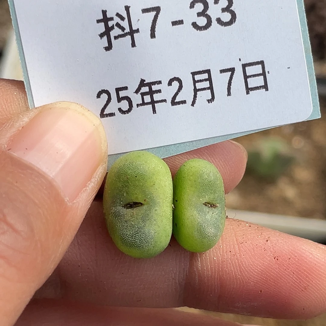 7-33水晶鞋多肉植物