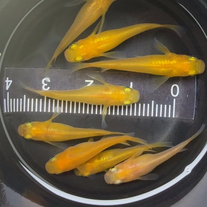 青鳉鱼短体出目16号
