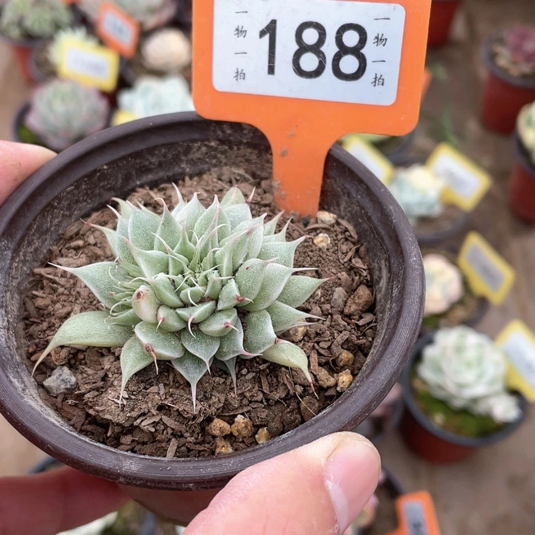 【闪购商品】188号