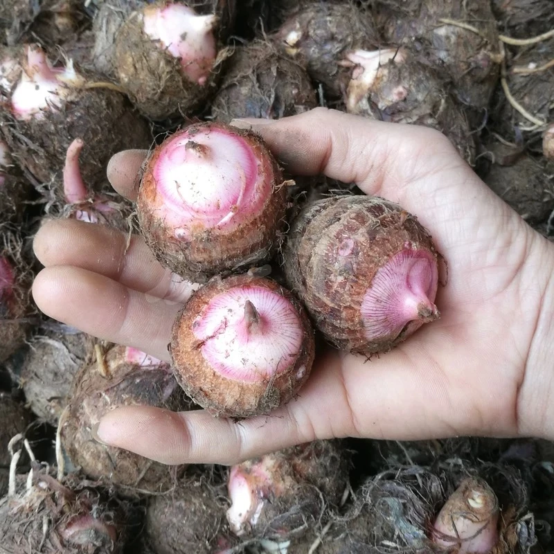 新鲜现挖带泥红芽芋艿粉糯香甜小芋头农家农产品红芽芋儿宝宝辅食