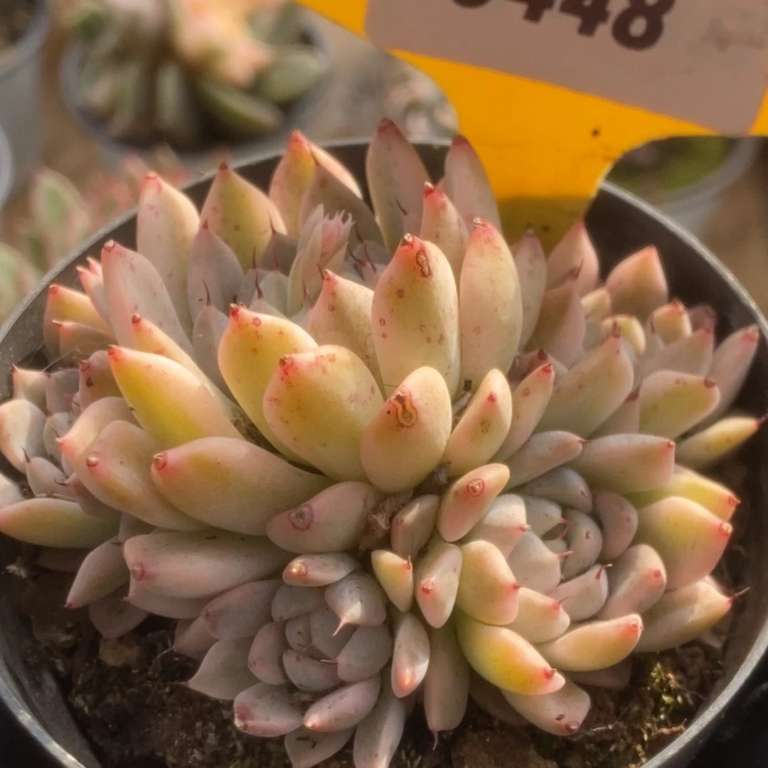 448妲己锦锦锦锦锦