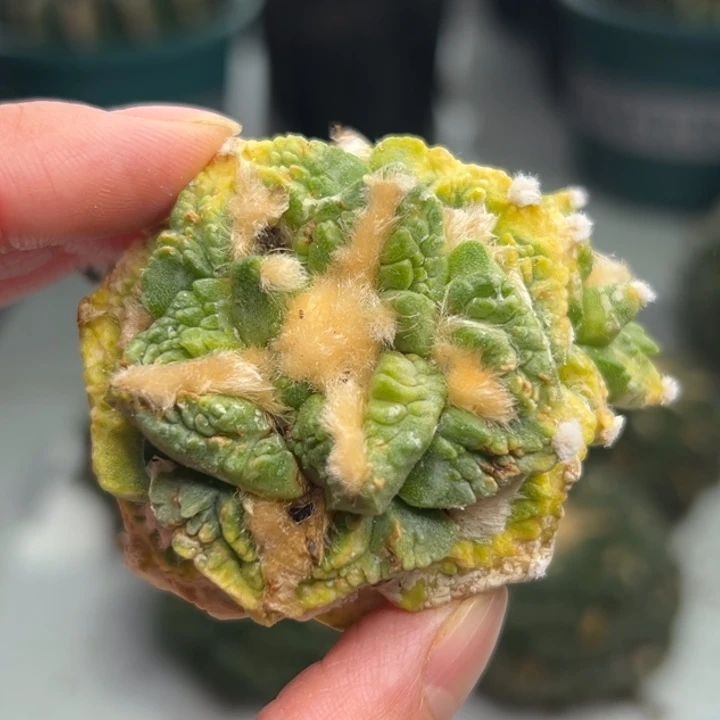 310 木心根  仙人球的故事是