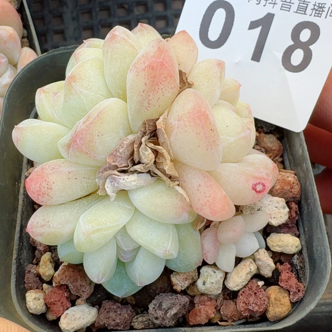 秒         精品多肉