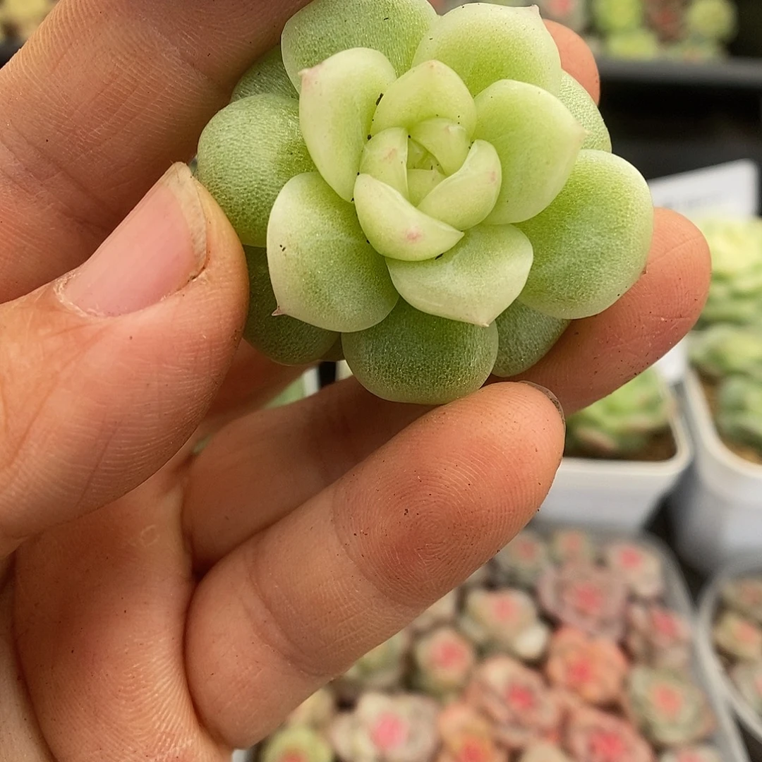一物一拍一物一拍925-897