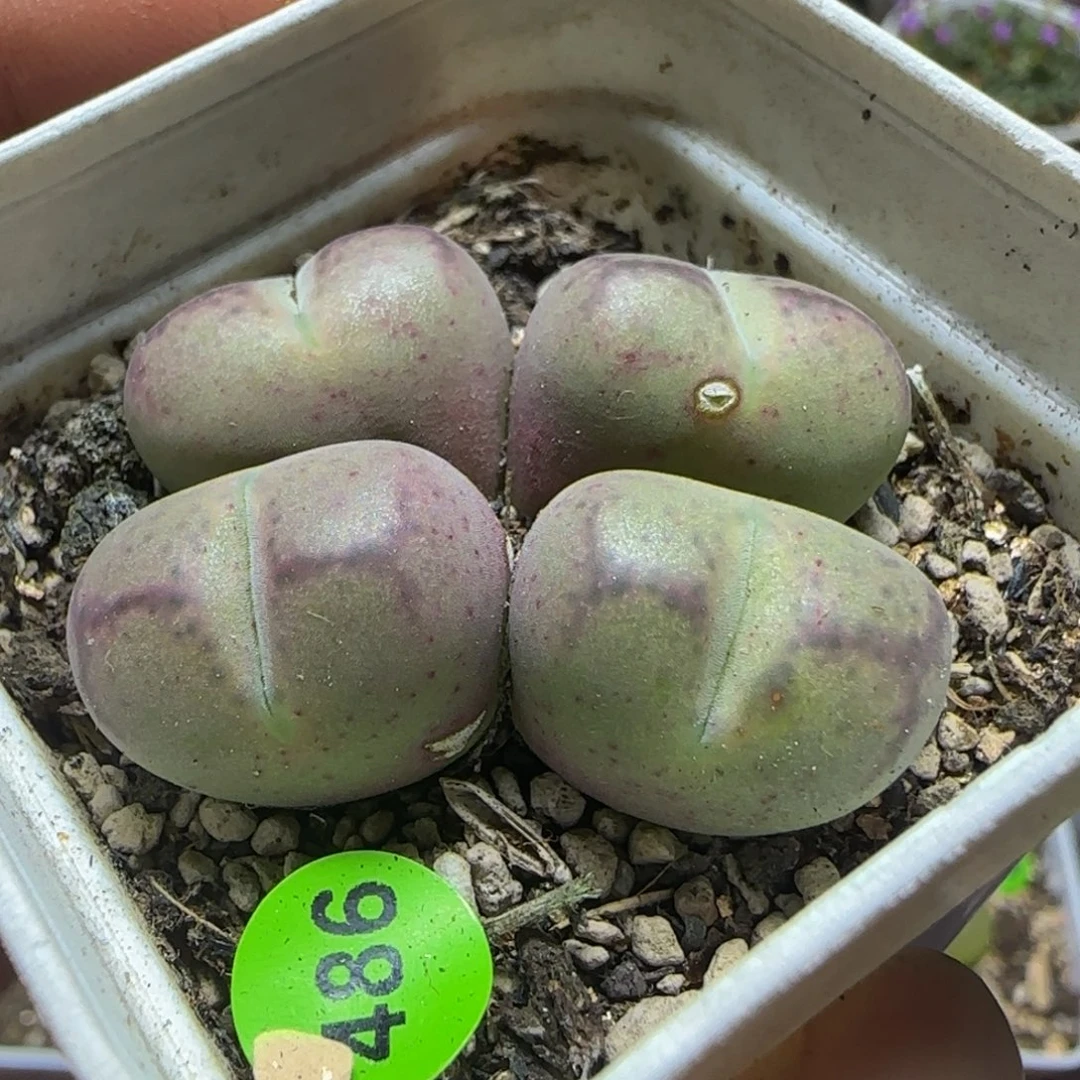巨无霸杂交多肉植物486