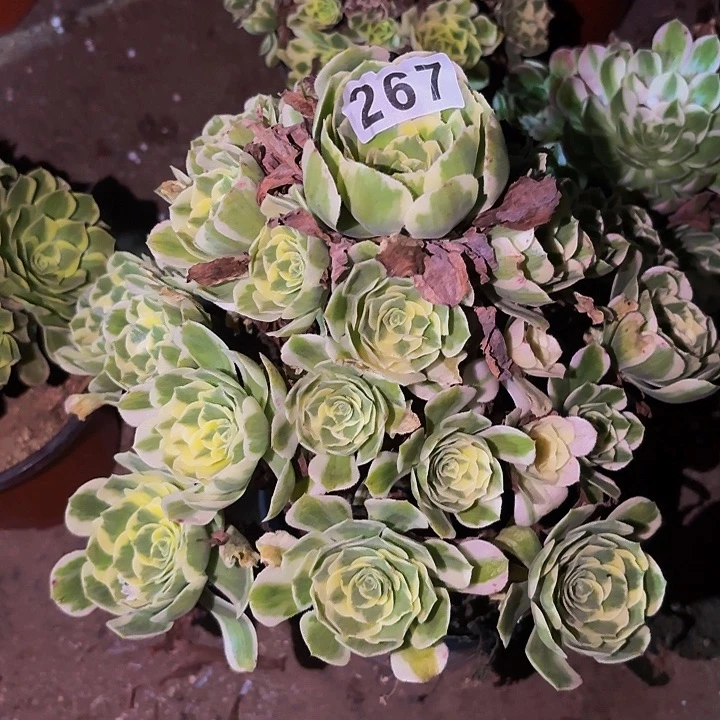 367迈巴赫多肉植物